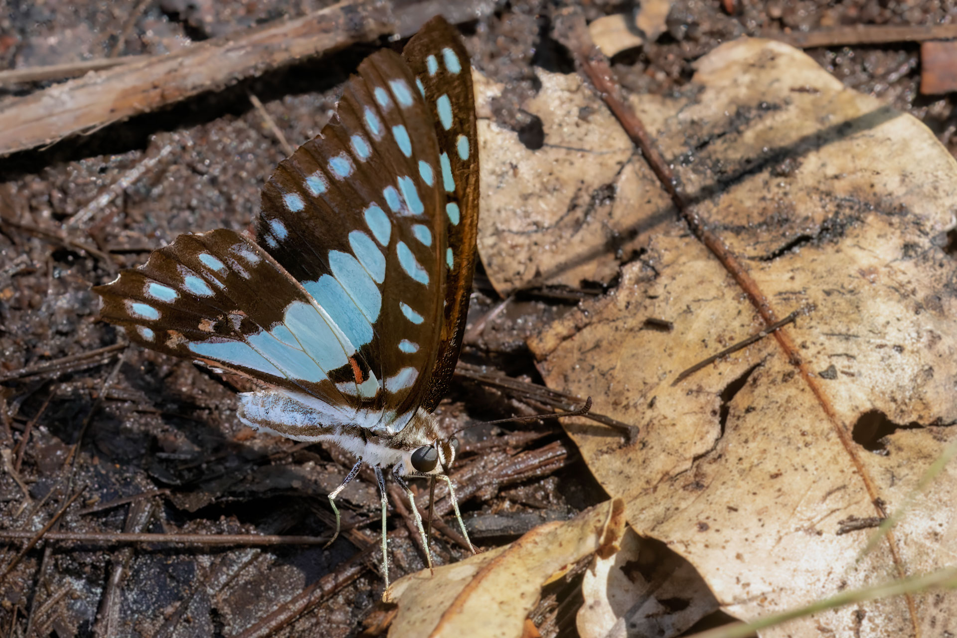 Kakadu National Park - Gubara Pools Walk - Graphium doson aus der Familie der Ritterfalter (Papilionidae) und der Unterfamilie der Schwalbenschwänze (Papilioninae)